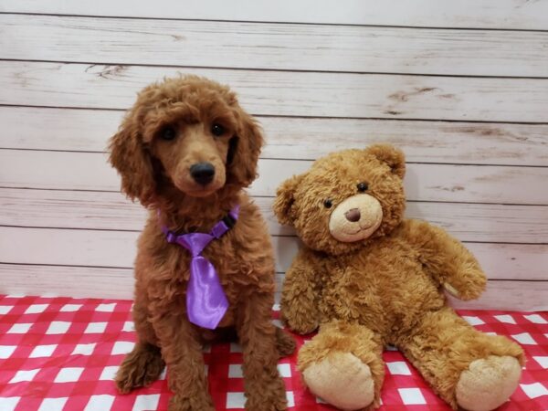MOYEN POODLE-DOG-Male-Red-20206-Petland Batavia, Illinois