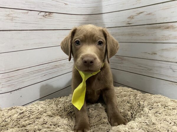Labrador Retriever DOG Male Silver 12088 Petland Batavia, Illinois