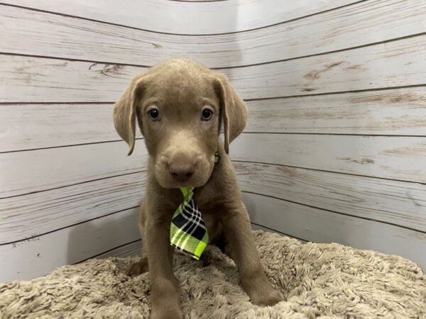Labrador Retriever-DOG-Male-Silver-12087-Petland Batavia, Illinois