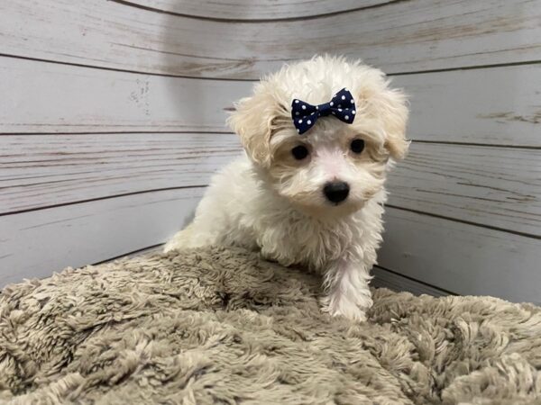 Havachon-DOG-Female-Cream & White-12085-Petland Batavia, Illinois
