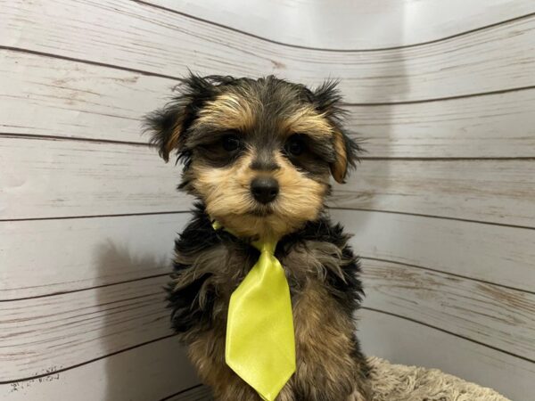 Morkie DOG Male Black & Tan, White Markings 12083 Petland Batavia, Illinois