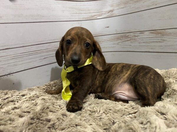 Dachshund DOG Male Brindle 12086 Petland Batavia, Illinois