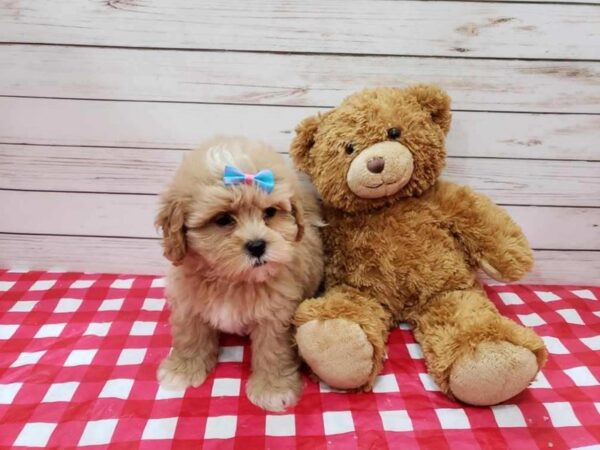 Shih Poo DOG Female Tan, White Markings 19997 Petland Batavia, Illinois