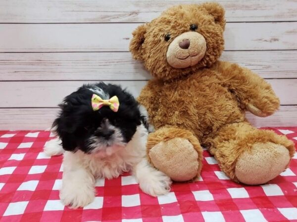Shih Tzu DOG Female Black & White 19994 Petland Batavia, Illinois
