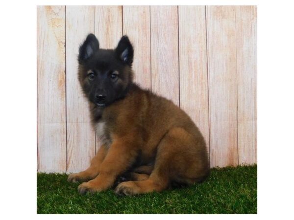 Belgian Tervuren DOG Male Mahogany / Black 20006 Petland Batavia, Illinois