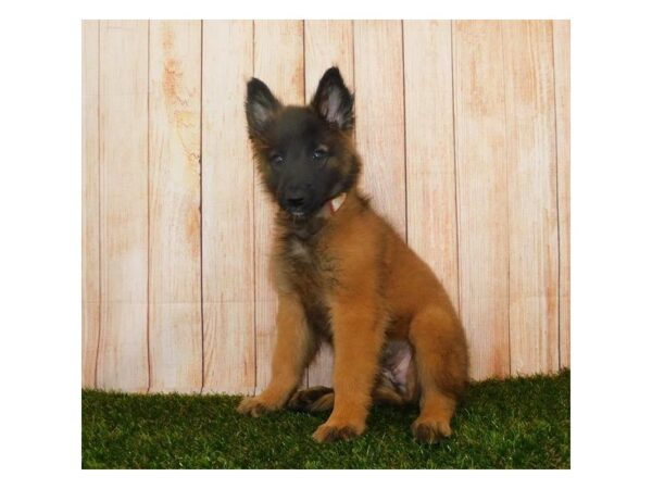 Belgian Tervuren DOG Female Mahogany / Black 12095 Petland Batavia, Illinois