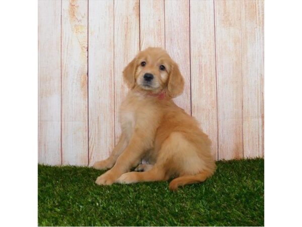 Goldendoodle DOG Female Golden 20013 Petland Batavia, Illinois