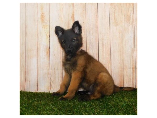 Belgian Tervuren DOG Male Mahogany / Black 20217 Petland Batavia, Illinois