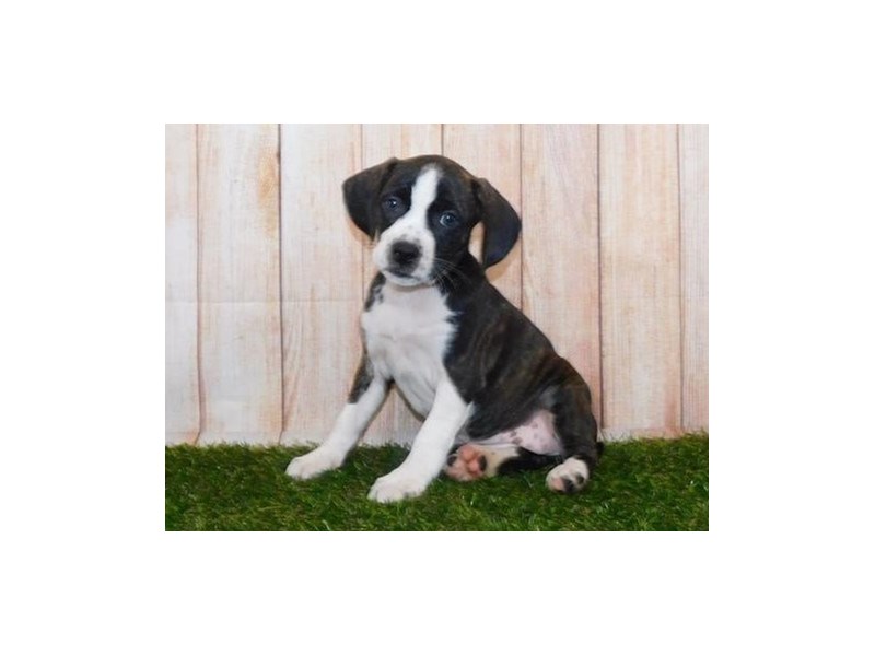 Boggle Puppy Black Brindle / White ID:20008 Located at Petland Batavia ...