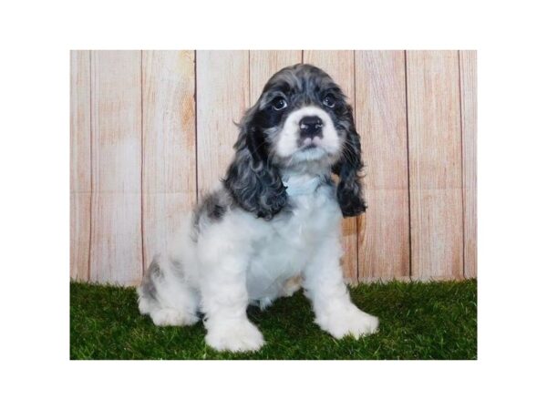 Cocker Spaniel DOG Female Blue Roan / White 12100 Petland Batavia, Illinois