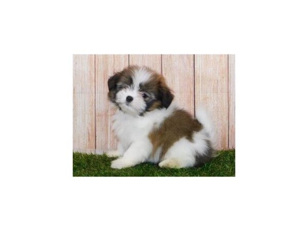 Shih Pom-DOG-Female-Sable / White-20009-Petland Batavia, Illinois