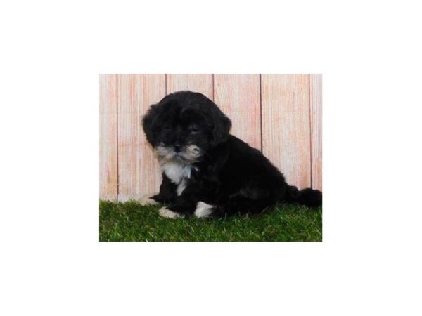 Lhasapoo DOG Male Black 20010 Petland Batavia, Illinois