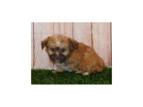 Chorkie DOG Female Sable 20011 Petland Batavia, Illinois
