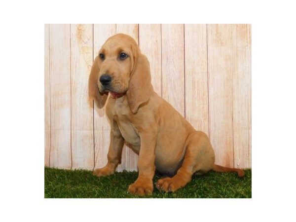 Bloodhound DOG Male Red 20218 Petland Batavia, Illinois