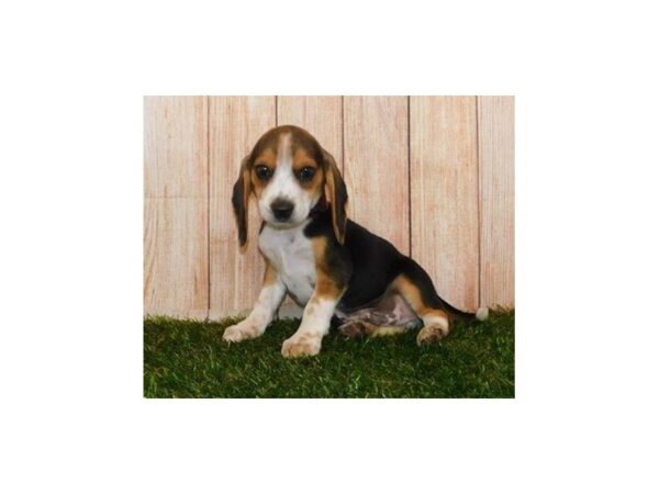 Beagle DOG Male Black 20216 Petland Batavia, Illinois