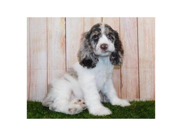 Cocker Spaniel DOG Male Chocolate Roan 20219 Petland Batavia, Illinois