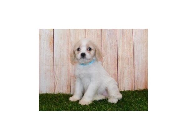 Cavachon-DOG-Female-Blenheim-20222-Petland Batavia, Illinois