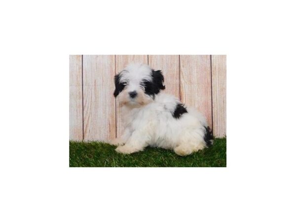 Lhasa Poo DOG Female Black / White 20224 Petland Batavia, Illinois