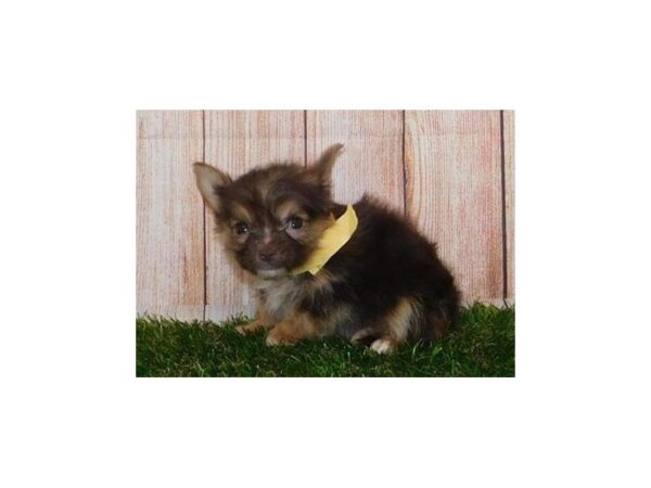 Chorkie DOG Male Chocolate / Tan 20225 Petland Batavia, Illinois
