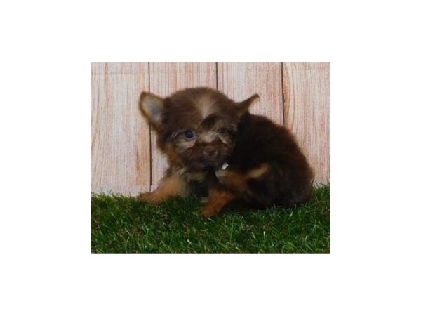 Chorkie-DOG-Male-Chocolate / Tan-20007-Petland Batavia, Illinois