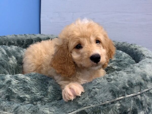 Goldendoodle Mini 2nd Gen DOG Male Golden 20005 Petland Batavia, Illinois
