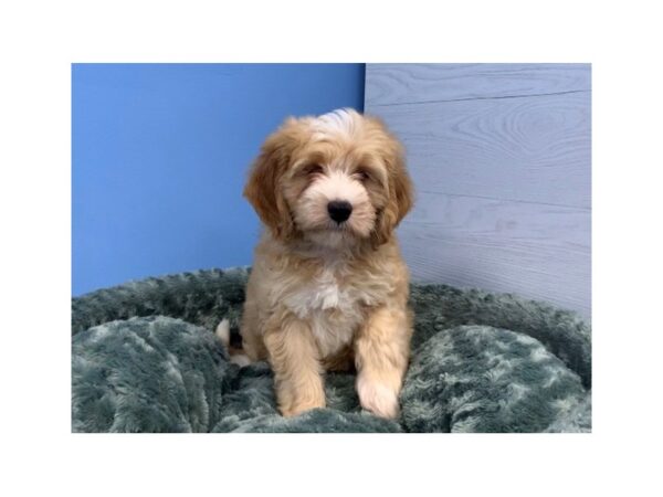 Goldendoodle Mini 2nd Gen DOG Female Golden, White Markings 20004 Petland Batavia, Illinois