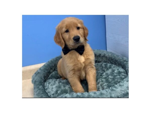 Golden Retriever DOG Male Golden 20001 Petland Batavia, Illinois
