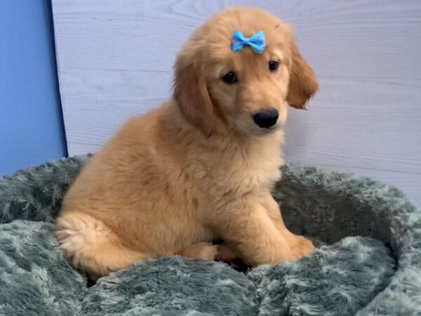 Golden Retriever DOG Female Golden 20000 Petland Batavia, Illinois