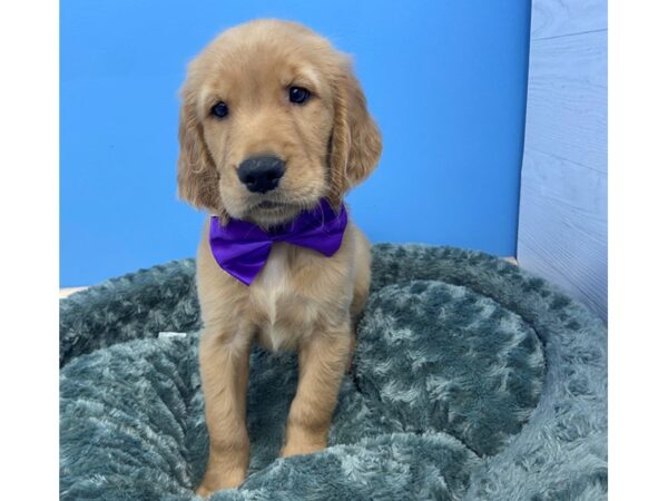 Golden Retriever DOG Male Golden 12102 Petland Batavia, Illinois