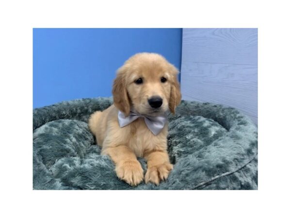 Golden Retriever-DOG-Male-Golden-12101-Petland Batavia, Illinois