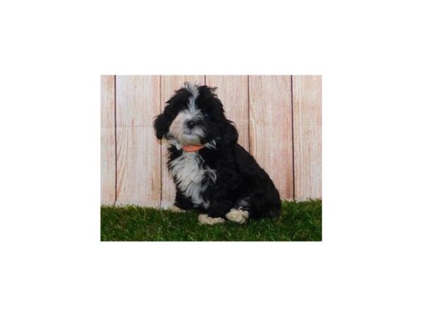 Lhasapoo-DOG-Female-Black-12099-Petland Batavia, Illinois