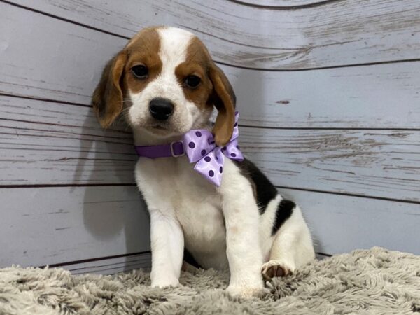 Heeler/Beagle-DOG-Female-Black White / Tan-12097-Petland Batavia, Illinois