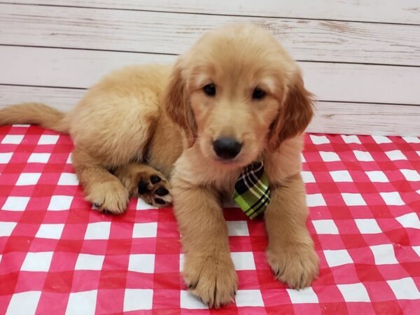 Golden Retriever DOG Male Golden 20214 Petland Batavia, Illinois