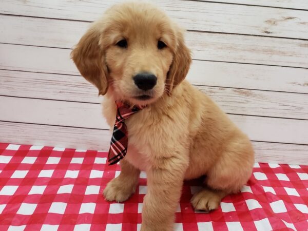 Golden Retriever DOG Male Golden 20213 Petland Batavia, Illinois