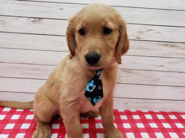 Golden Retriever DOG Male Golden 20215 Petland Batavia, Illinois