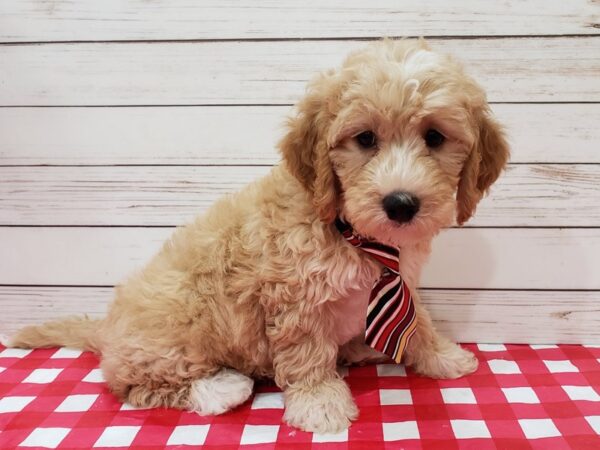 Goldendoodle Mini 2nd Gen-DOG-Male-Golden, White Markings-20211-Petland Batavia, Illinois