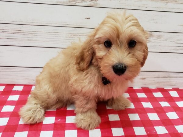 Goldendoodle Mini 2nd Gen DOG Male Golden 20212 Petland Batavia, Illinois