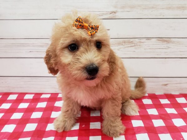 Goldendoodle Mini 2nd Gen-DOG-Female-Golden-20210-Petland Batavia, Illinois