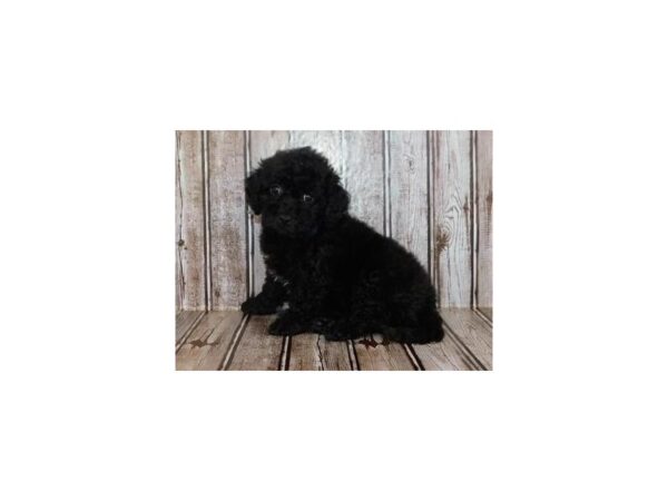 Bichon Poo DOG Male Black 20230 Petland Batavia, Illinois