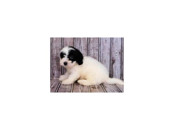 Havapoo-DOG-Male-White / Black-20231-Petland Batavia, Illinois