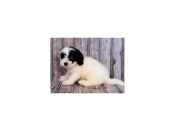 Havapoo DOG Male White / Black 20231 Petland Batavia, Illinois