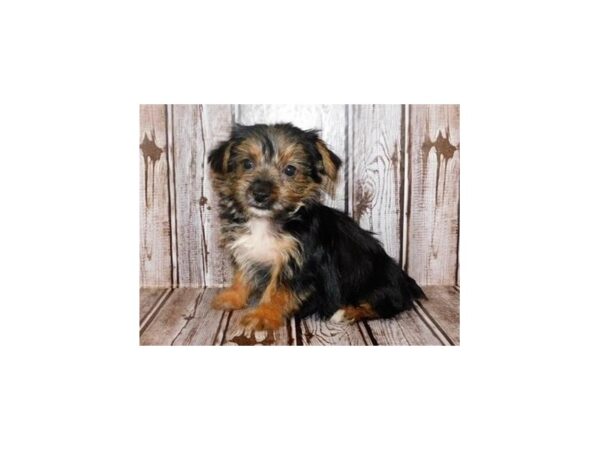 Yorkshire Terrier DOG Female Black / Tan 20229 Petland Batavia, Illinois