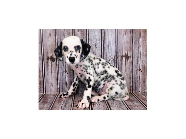 Dalmatian DOG Female White / Black 20228 Petland Batavia, Illinois