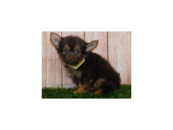 Chorkie-DOG-Female-Chocolate / Tan-20233-Petland Batavia, Illinois
