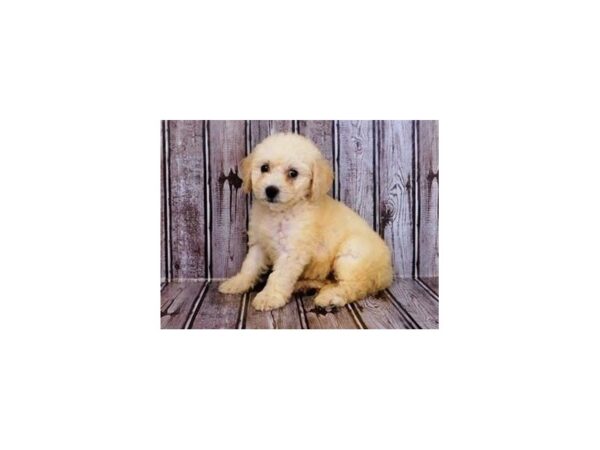 Bichapoo-DOG-Female-Cream-12109-Petland Batavia, Illinois