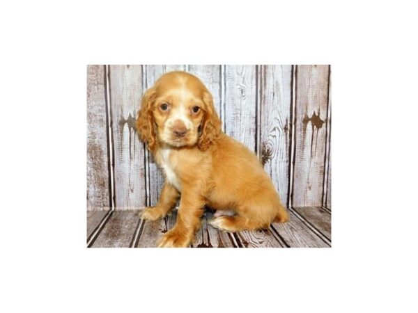 Cocker Spaniel DOG Male Buff 12105 Petland Batavia, Illinois