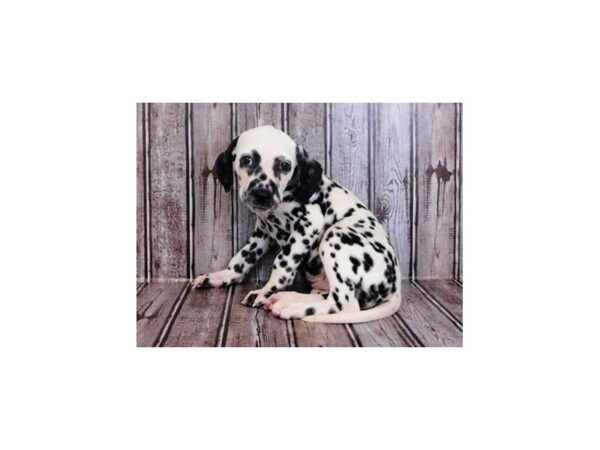 Dalmatian DOG Female White / Black 12106 Petland Batavia, Illinois