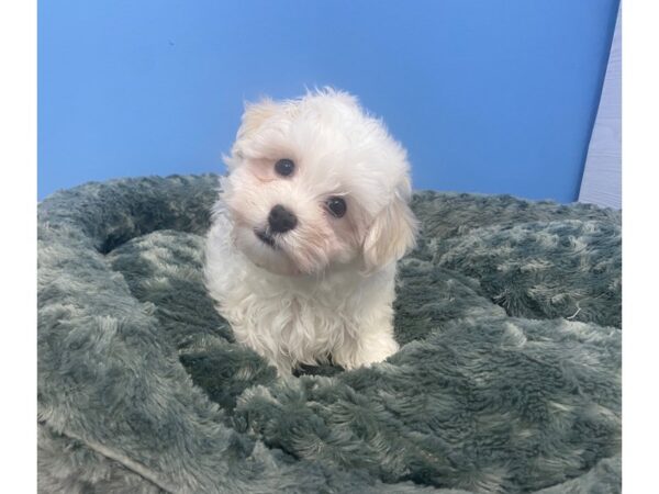 Havanese DOG Male White 19999 Petland Batavia, Illinois