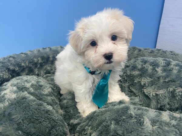 Havanese DOG Male White 19998 Petland Batavia, Illinois
