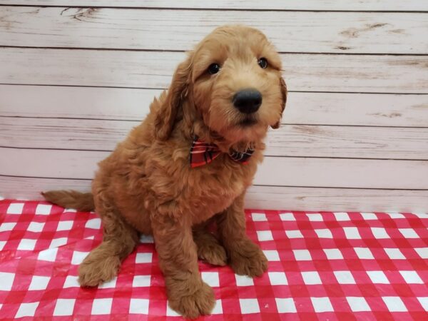 Goldendoodle DOG Male Red 20236 Petland Batavia, Illinois